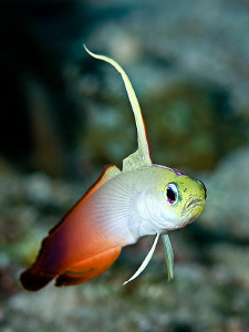 Fire Dartfish by Henry Jager 